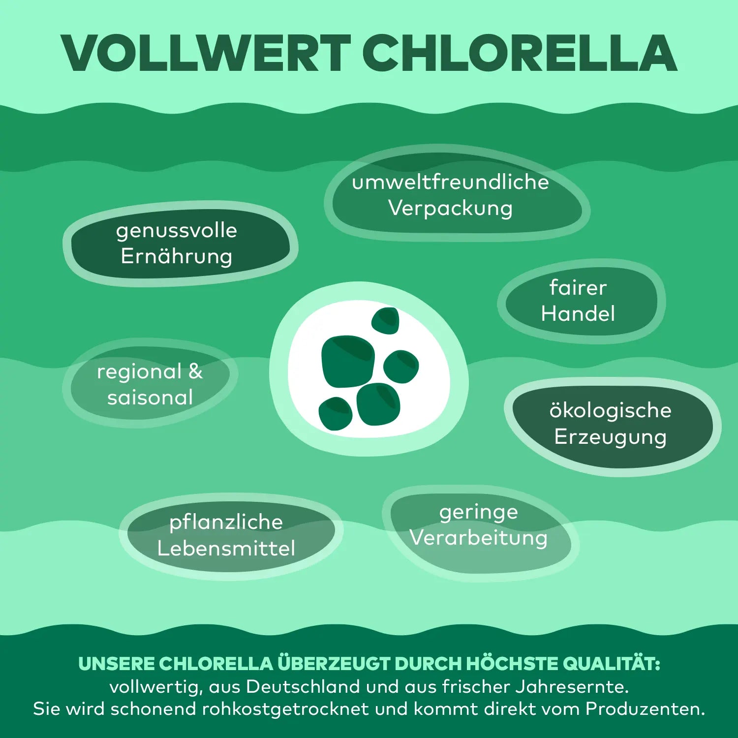 vollwert Chlorella Alge infografik algenmarkt