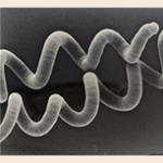 Mikroskopische Aufnahme von Spirulina Algen