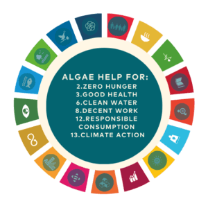 Millennium Goals bei Spirulina Algen Nachhaltige Algen